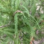 Taxodium distichumLeaf