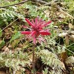 Pedicularis densiflora Кветка
