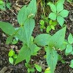 Spigelia anthelmia Blad