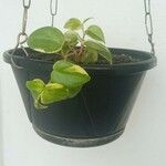 Peperomia scandens Leaf