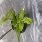 Epidendrum rigidum List