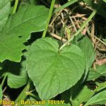 Viola × uechtritziana Leaf