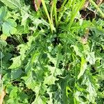 Taraxacum campylodes Leaf