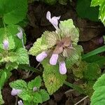 Lamium hybridum Flower