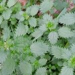 Urtica urens موطن