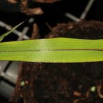 Pennisetum glaucum Folha