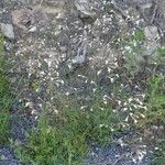 Silene italica Pokrój