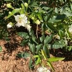 Rosa banksiaeFlor