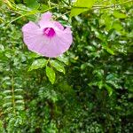 Ipomoea cordatotriloba Bloem