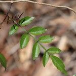 Pandorea pandorana ഇല