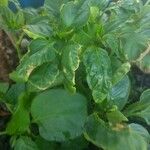 Capsicum annuumफल