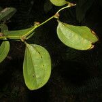 Smilax panamensis