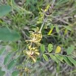 Indigofera suffruticosa ഫലം