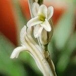 Haworthia cooperiBlomst