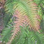 Blechnum cordatum Altres