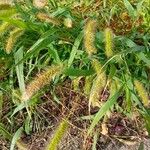 Setaria italica Fuelha