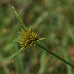 Cyperus polystachyos Flower