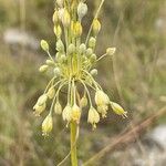 Allium flavumKwiat