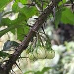 Solanum atropurpureum Fruto