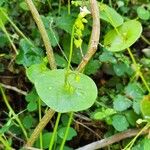 Claytonia perfoliata Leaf