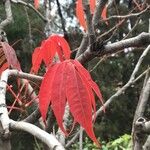 Rhus succedanea Lapas