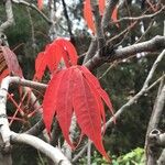 Rhus succedanea Yaprak