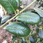 Ilex canariensisFrunză