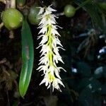 Bulbophyllum nutansFlower