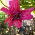 Malva assurgentiflora Flor