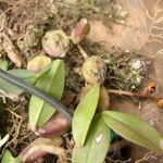 Bulbophyllum falcatum List