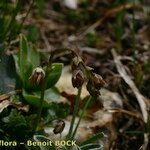 Thalictrum alpinum Άλλα