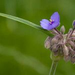 Tradescantia occidentalis Květ