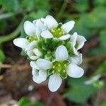 Cochlearia officinalis Blomst