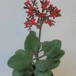 Kalanchoe crenataList