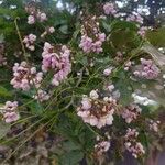 Pongamia pinnata Floare