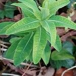 Euphorbia cornigera Leaf