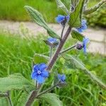 Pentaglottis sempervirensFlor