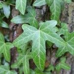 Hedera hibernica Hostoa