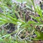 Polypremum procumbens Flower