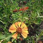 Helenium autumnale花