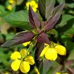 Lysimachia ciliata পাতা