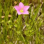 Sabatia campestris Alkat (teljes növény)