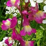 Linaria maroccana പുഷ്പം