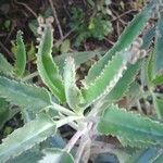 Kalanchoe daigremontiana Leaf