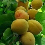 Prunus armeniaca ഫലം