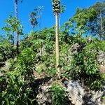 Carica papaya 树皮