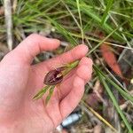 Cryptostylis erecta Flor