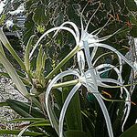 Hymenocallis latifolia Kwiat