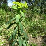 Euphorbia illirica Bark