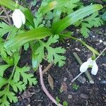 Galanthus woronowii Flower